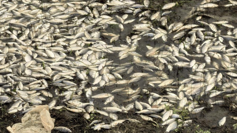 Bursa'da endişe veren görüntü; Balık ölümleri başladı...