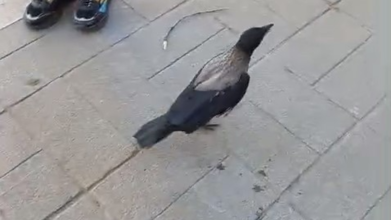 Bursa'da esnaf yaralı karga için seferber oldu!