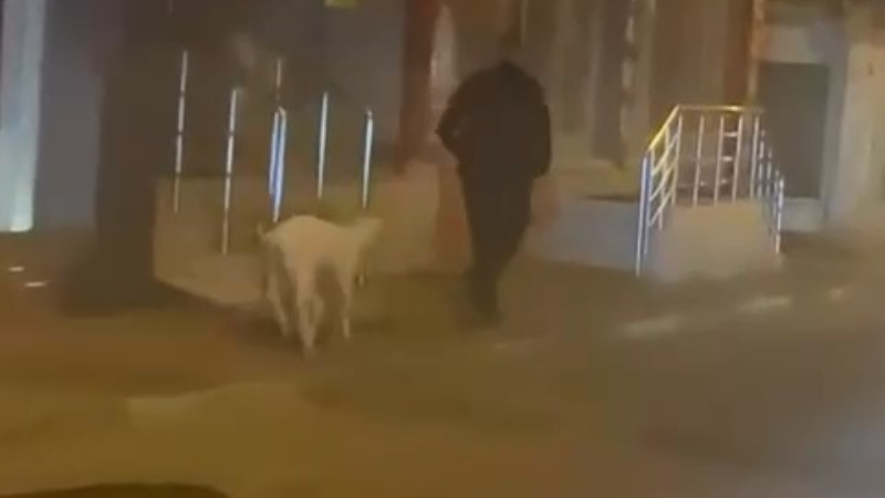 Bursa'da görenler şaştı kaldı; Kuzusuyla gezdi...