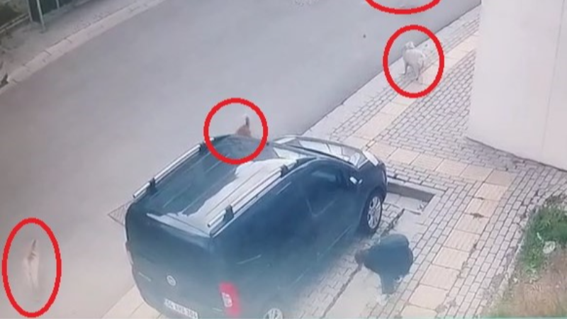 Bursa'da insanın içini ürperten anlar; Başıboş köpekler yine saldırdı...