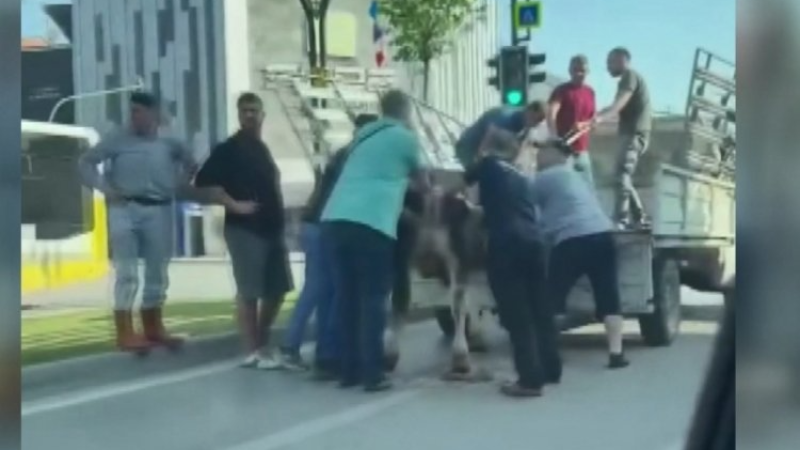 Bursa'da kaçan boğa böyle yakalandı