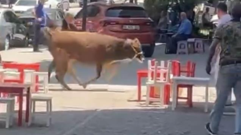 Bursa'da kaçan dana ortalığı karıştırdı!