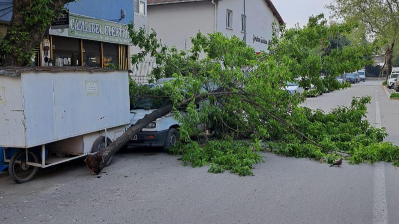 Bursa'da kırılan ağaç kamyonetin üzerine devrildi