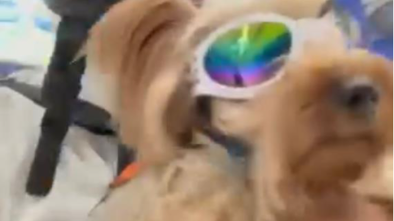 Bursa'da köpeği ile markete alınmayan vatandaş isyan etti