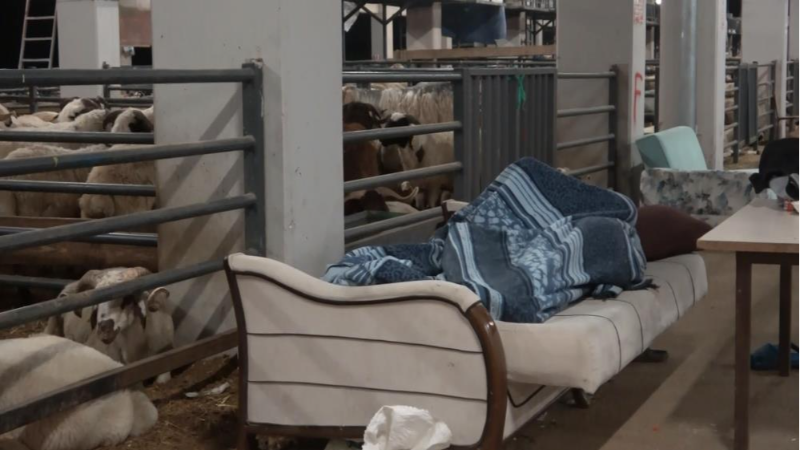 Bursa'da koyunlarla böyle nöbet tutuyorlar!
