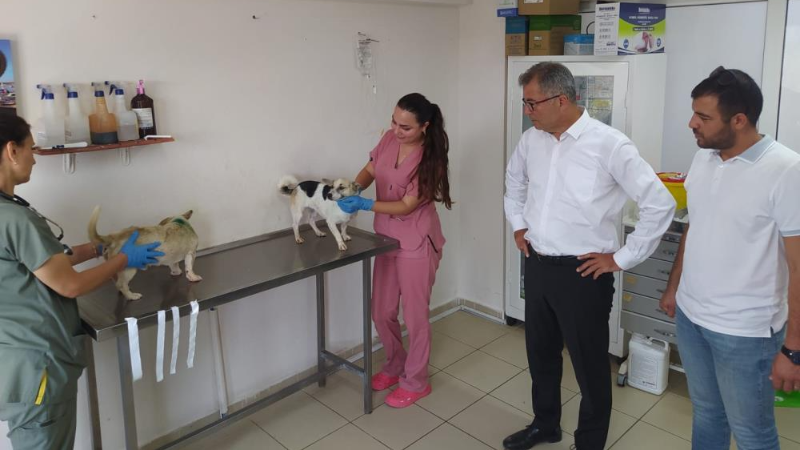 Bursa'da orman yangınlarından etkilenen hayvanlar için seferber oldular