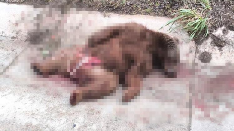 Bursa'da otomobilin çarptığı bozayı telef oldu