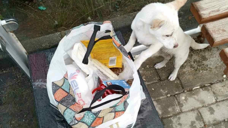 Bursa’da ”sahiplenin” notuyla yavru köpeği durağa bıraktılar