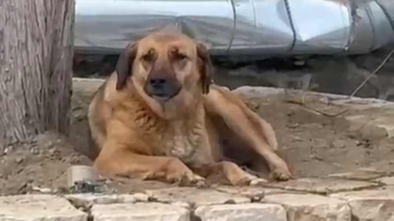 Bursa'da sokak köpeği, ezanı duyunca bakın ne yaptı!