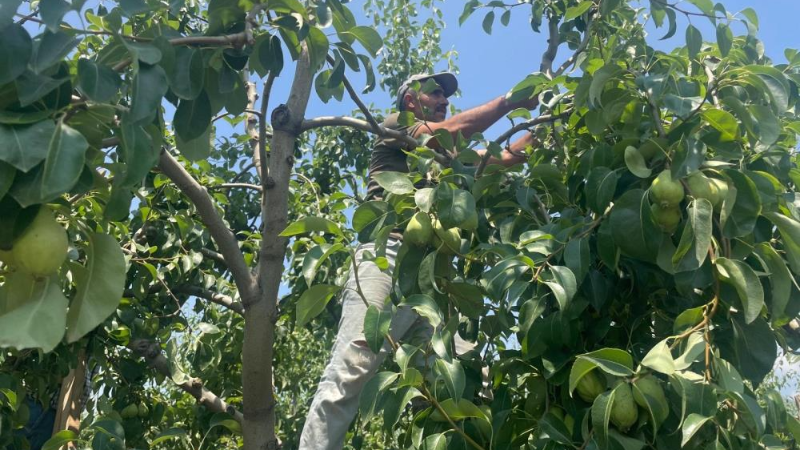 Bursa'da tonlarca armut ve şeftaliyi koparıp yere atıyorlar