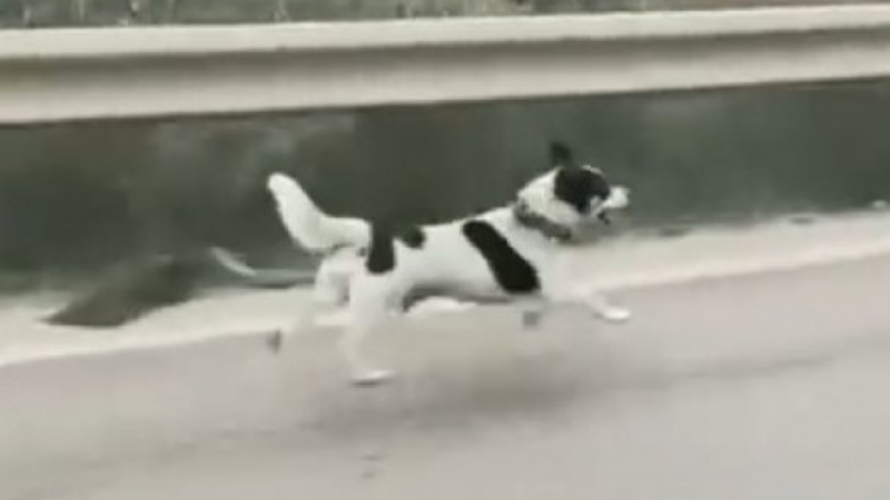 Bursa'da yağmura aldırış etmeden koşan köpek yürekleri burktu