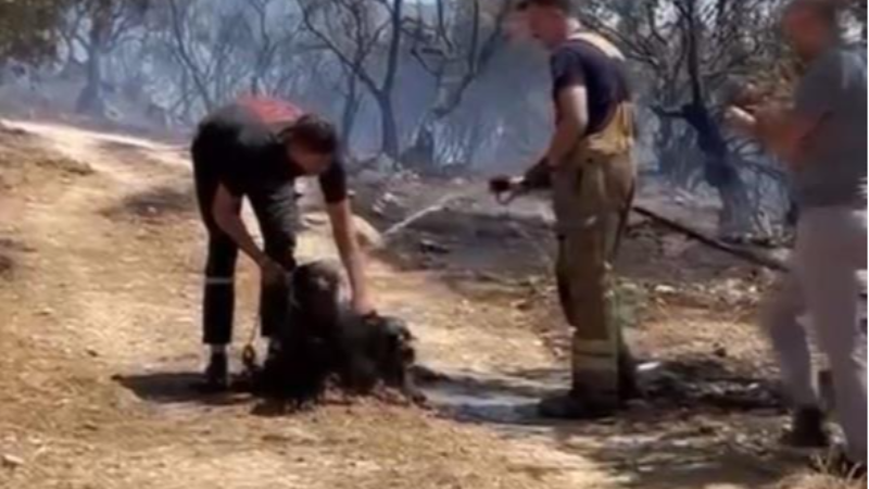 Bursa'da yangından kurtarılan köpeklere hayat oldular