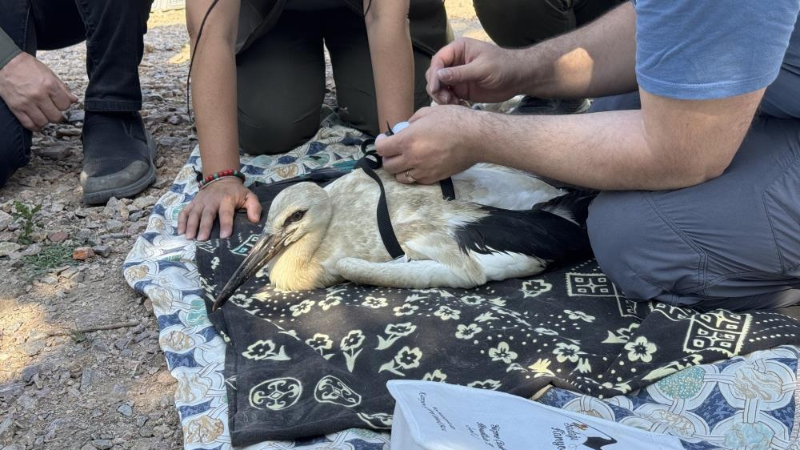 Bursa'da Yaren leyleğin yavruları artık adım adım izlenecek!