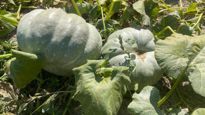 Bursa'da yetişen bu kabaklar diğerlerine benzemiyor