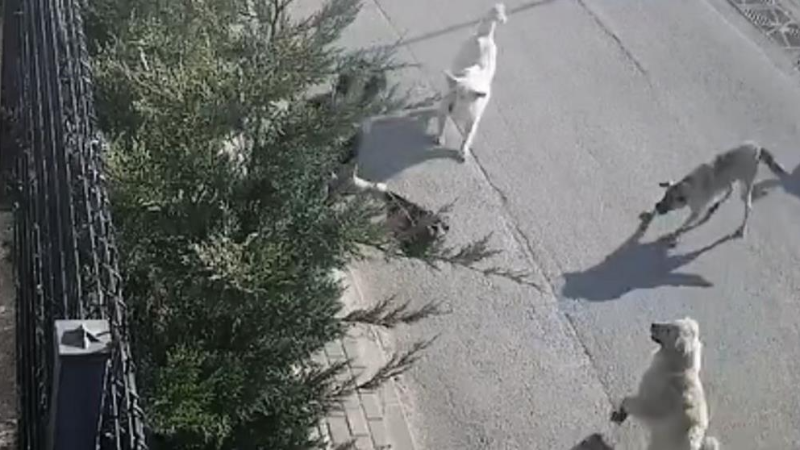 Bursa'da yine başıboş köpek dehşeti; Canını zor kurtardı