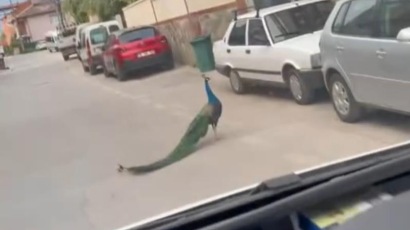 Bursa'da yoluna kedi, köpek değil bakın ne çıktı...