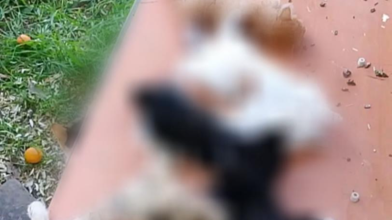 Bursa'dan korkunç görüntü; Bunu yapan insan olamaz...