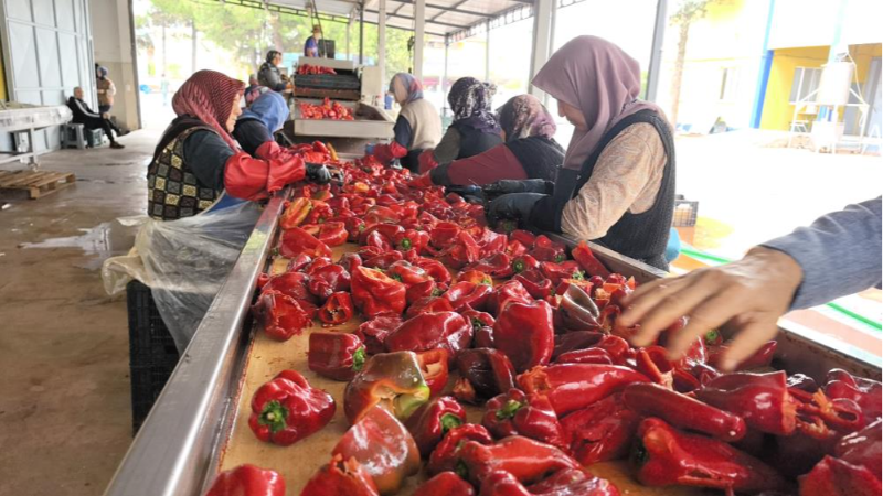 Bursalı kadınlar Hollanda'nın biber salçasını üretiyor