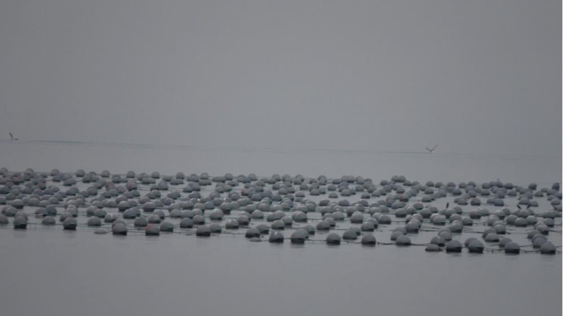 Bursa'nın Kurşunlu mahallesi sakinleri isyan etti