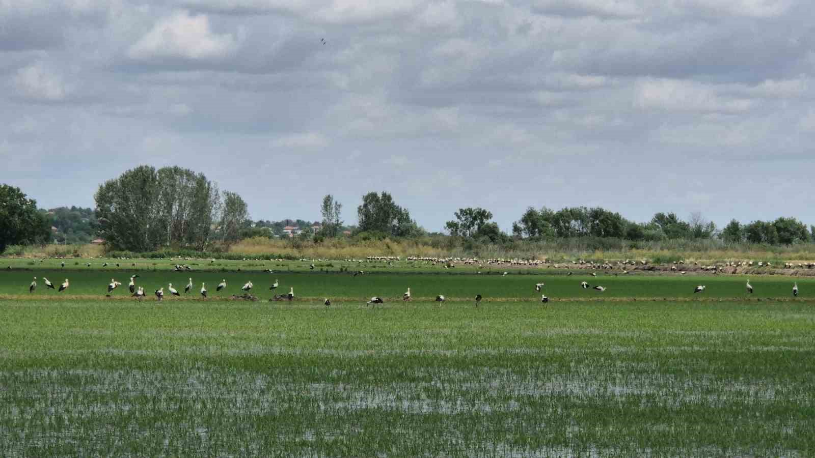 Çeltik tarlası değil leylek tarlası: Binlerce leylek tarlayı kapladı