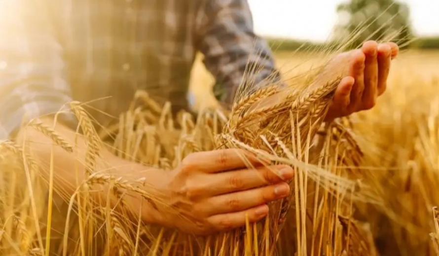Dünya hububat üretiminde bir ilk gerçekleşecek