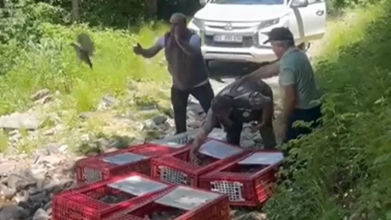 Gerisini keneler düşünsün; Bursa’da 1400 keklik doğayla buluştu