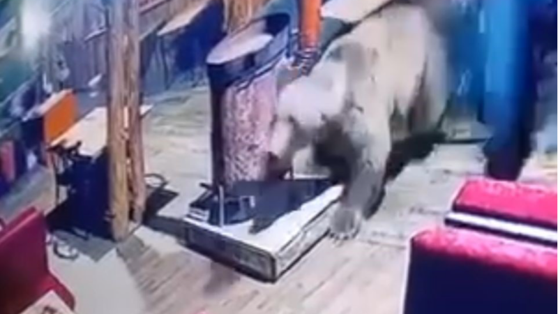 Gözlerinize inanamayacaksınız; Bursa'da işletmeyi ayı bastı...