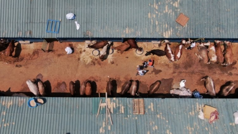 Hayvancılıkta sevindiren gelişme: Yükselişe geçti...