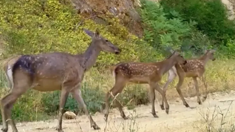 İki farklı kızılgeyik ailesi, Bursa ormanlarında