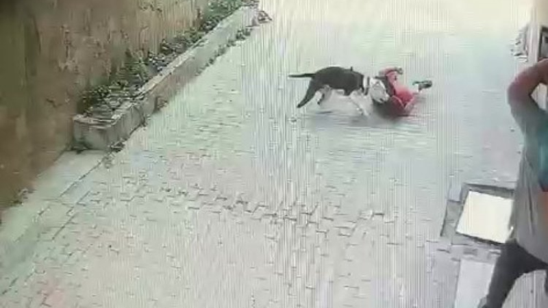 İnsanın kanını donduran görüntüler; Pitbull , küçük çocuğa saldırdı