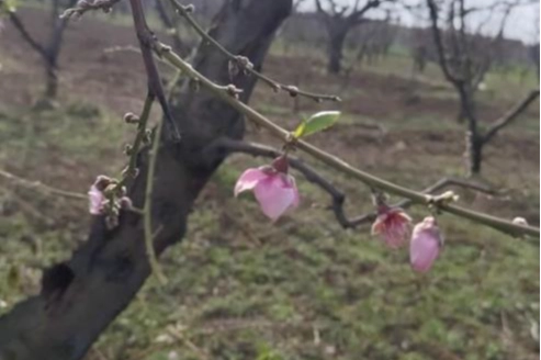 İznik'te şeftali ağaçları erken çiçek açtı