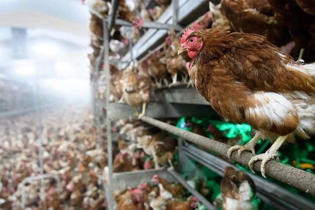 Japonya'da kuş gribi salgını büyüyor!