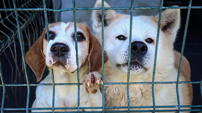 Kedi ve köpek sahipleri dikkat!