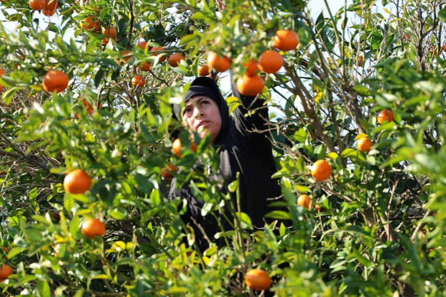 Kış meyveleri üreticinin yüzünü güldürdü