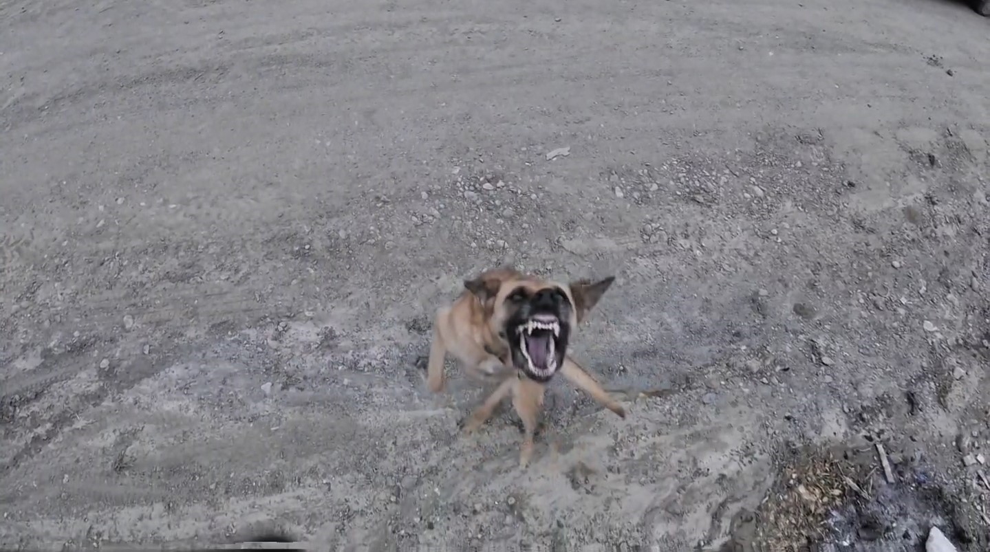 Köpeğin dronla imtihanı