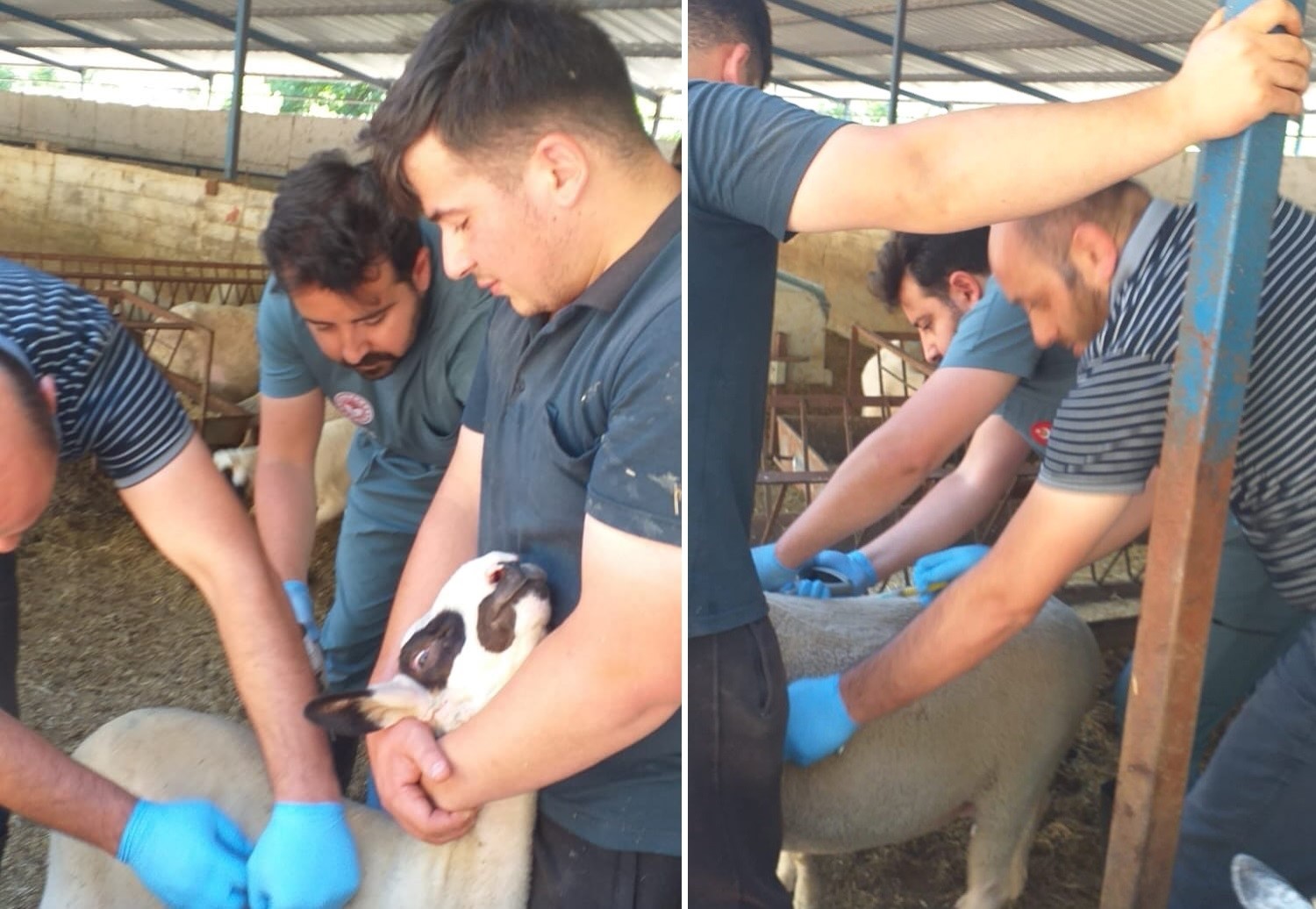 Köşk’te hayvan aşı çalışmalarına başlandı