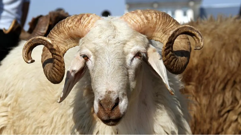 Kurban Bayramı ne zaman? Bayrama kaç gün kaldı?