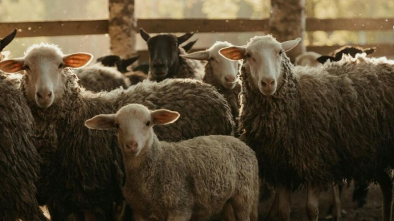 Kurban Bayramı ne zaman? İşte 2025  Kurban Bayramı takvimi...