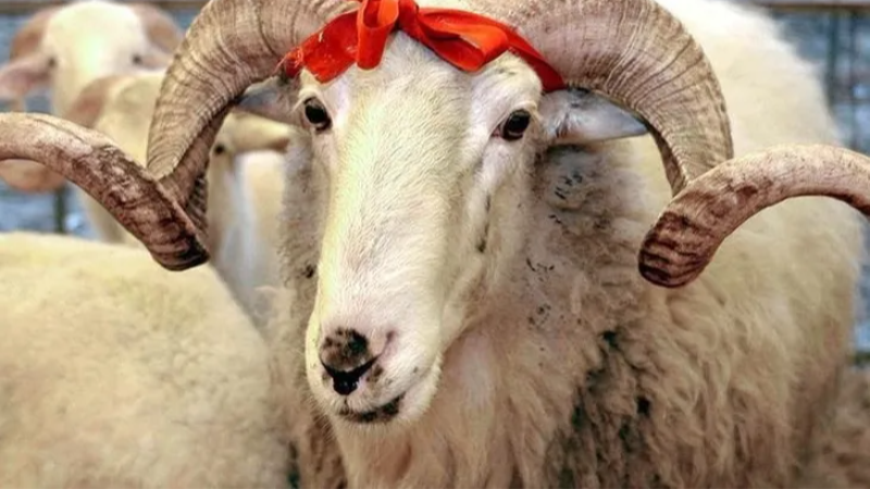 Kurban kesim bedelleri belirlendi