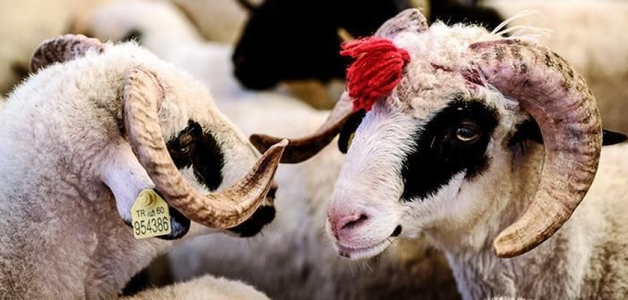 Kurban tebliği yürürlükte: Uymayanı ağır ceza bekliyor