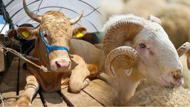 Kurbanlık fiyatları ne kadar? İşte rakamlar...
