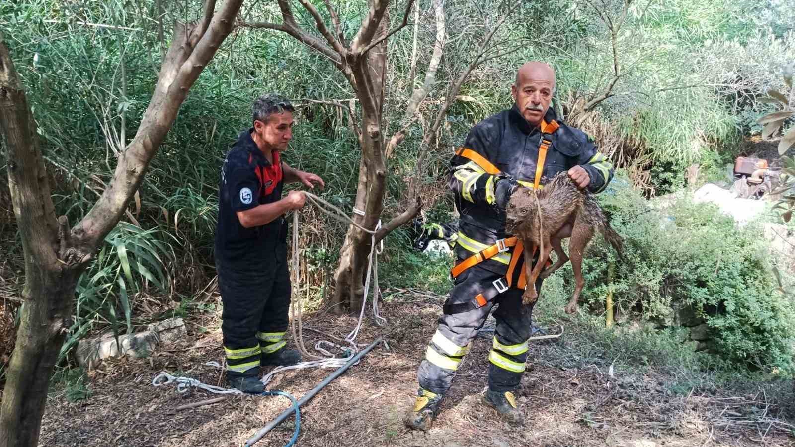 Kuyuya düşüp mahsur kalan çakal kurtarıldı