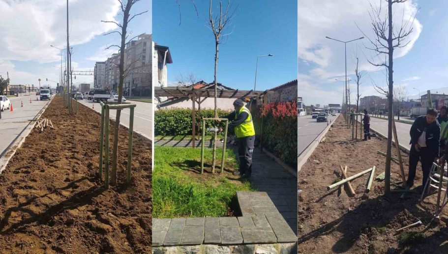 Bursa’da 700. Yıla özel 700 çınar fidanı toprakla buluştu