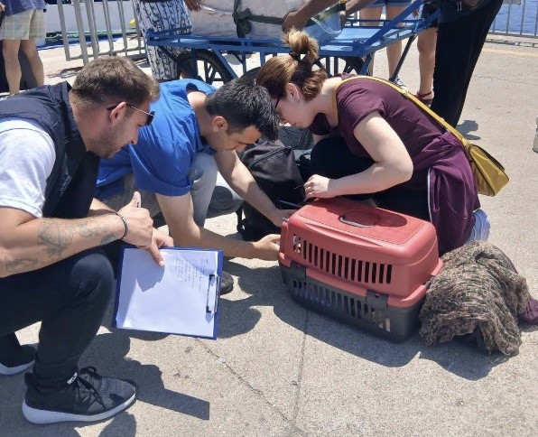 Marmara ve Avşa adalarına kimliksiz hayvan girişi yasaklandı