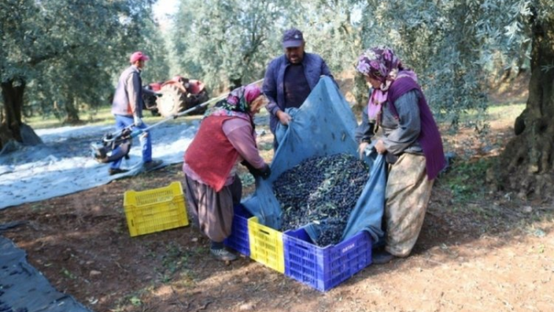Marmarabirlik'te ikinci ödeme tarihi belli oldu!