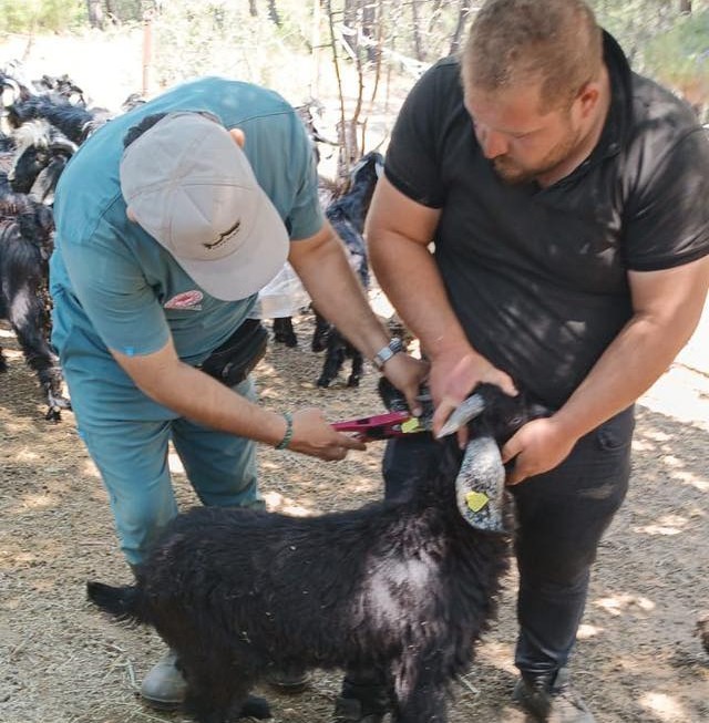 Nazilli’de küçükbaş hayvanlara veba ve çiçek aşısı yapıldı