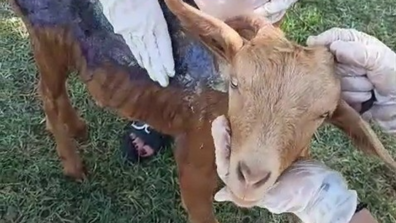 Orman yangınından etkilenen keçi Bursa'da tedavi altına alındı