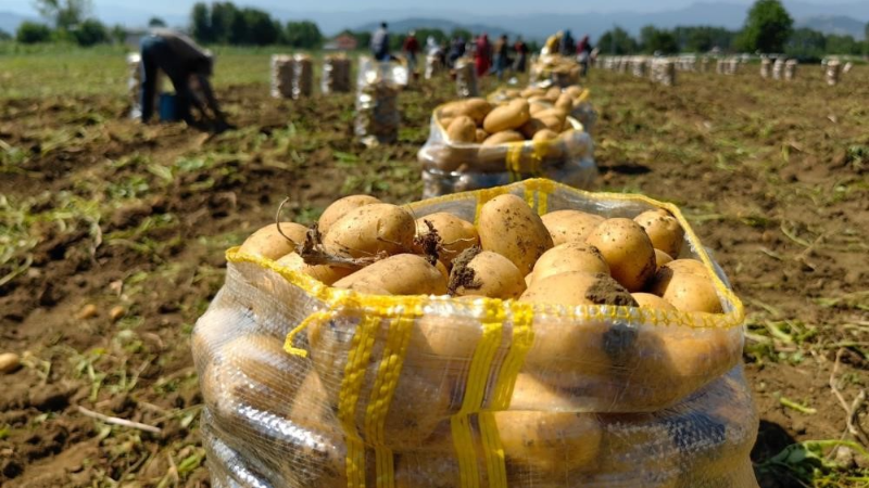 Patates ihracatı 2 ayda 114 kat arttı
