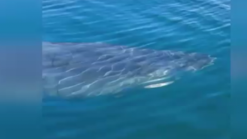 Pes artık; Bu görüntü nerede çekildi?