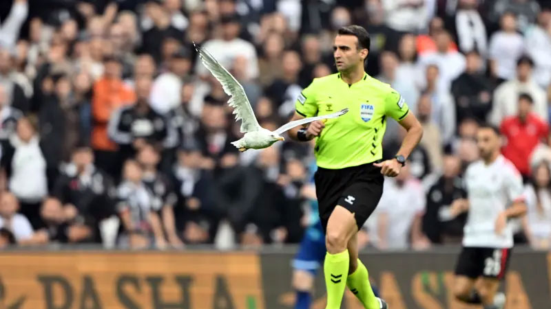 Sahaya martı girdi, akıllara Süleyman Seba geldi